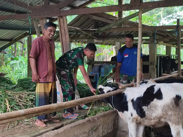 Momen Anggota Satgas TMMD ke 113 Belajar Ternak Sapi Perah