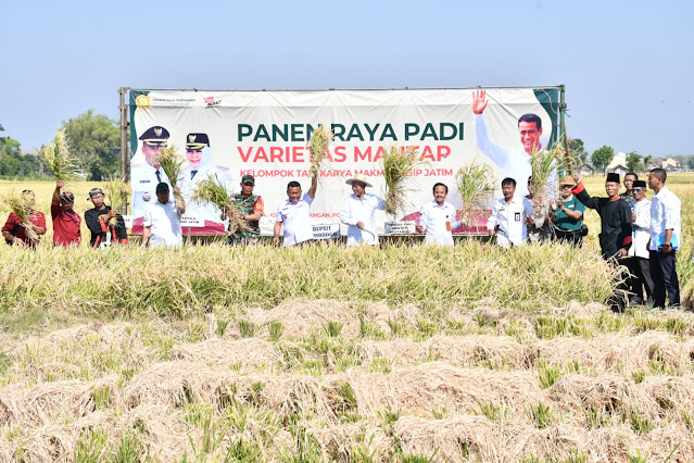 Dandim 0802/Ponorogo Ikut Panen Raya Padi Varietas Mantap