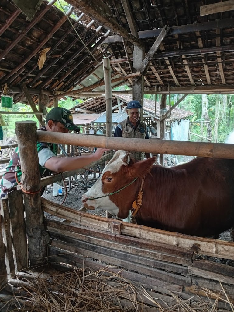 Cegah Wabah PMK Pada Ternak, Babinsa Kodim Ponorogo Pendampingan Vaksinasi