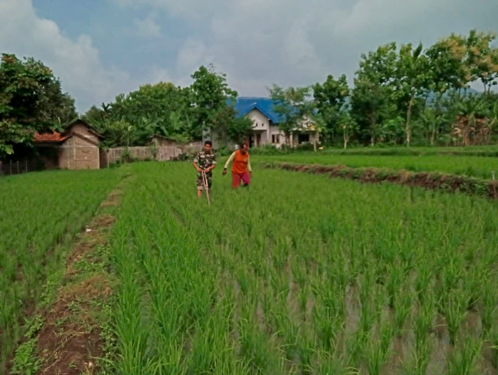 Pendampingan Petani, Peran Babinsa Kodim Ponrogo Wujudkan Ketahanan Pangan Wilayah