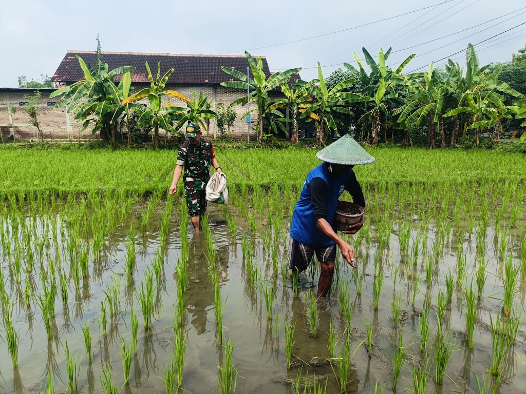 Babinsa Kodim Ponorogo Bantu Petani Pupuk Tanaman Padi