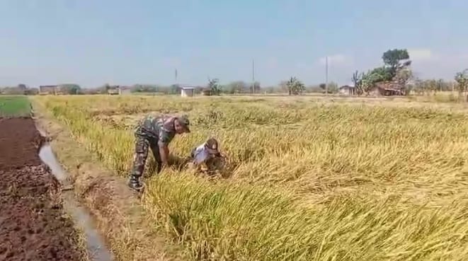 Komsos Sergab, Babinsa Kodim Ponorogo Himbau Petani Jual Hasil Gabah Harga Pemerintah