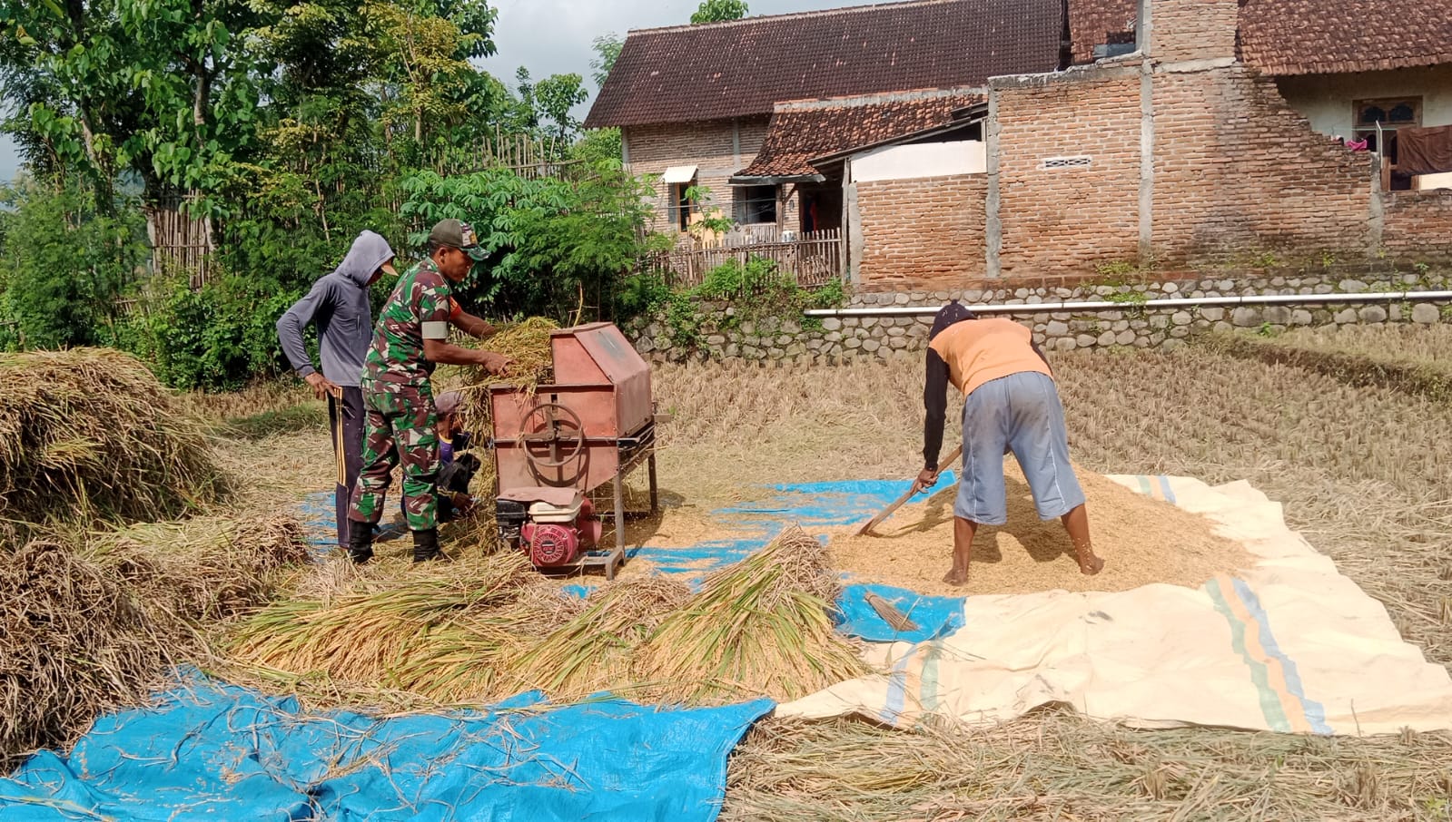 Bantu Petani Panen Padi Sekaligus Komsos Sergap Upaya Anggota TNI Kodim Ponorogo Sejahterakan Warga