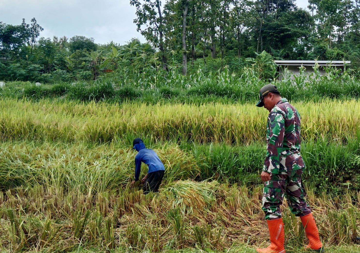 Bantu Panen Padi, Upaya Anggota TNI Kodim Ponorogo Sejahterakan Petani
