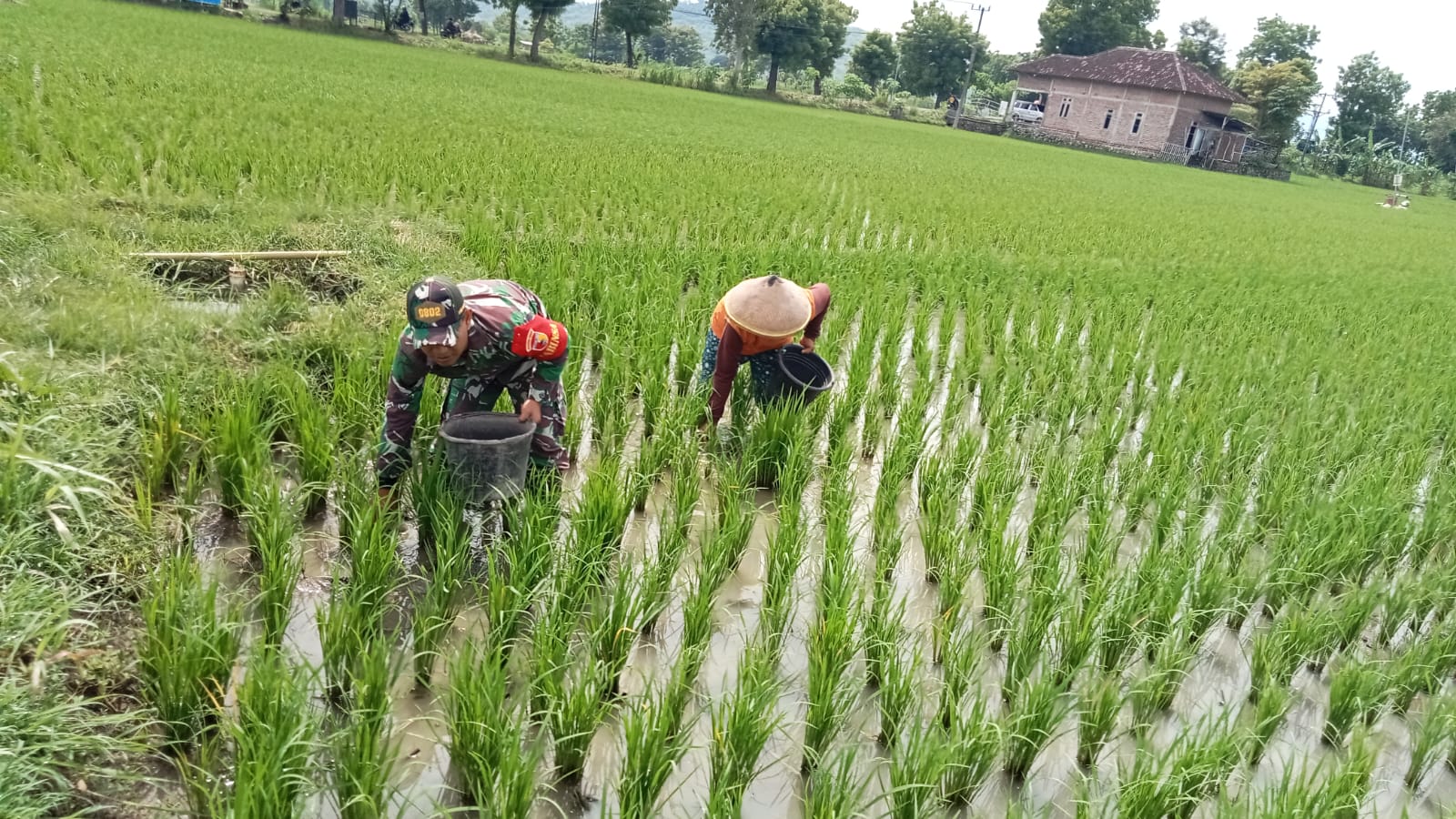 Babinsa Kodim Ponorogo Dampingi Petani dalam Pemupukan Tanaman Padi