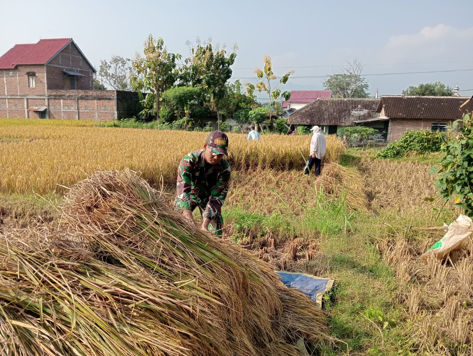 Babinsa Kodim Ponorogo Bantu Petani Panen Padi