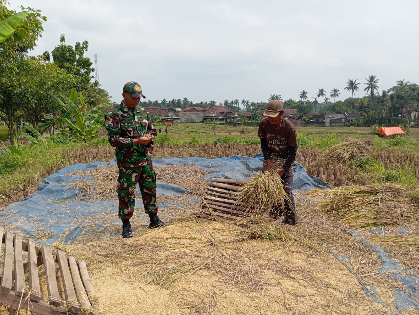 Babinsa Kodim Ponorogo Aktif Lakukan Pendampingan Terhadap Petani