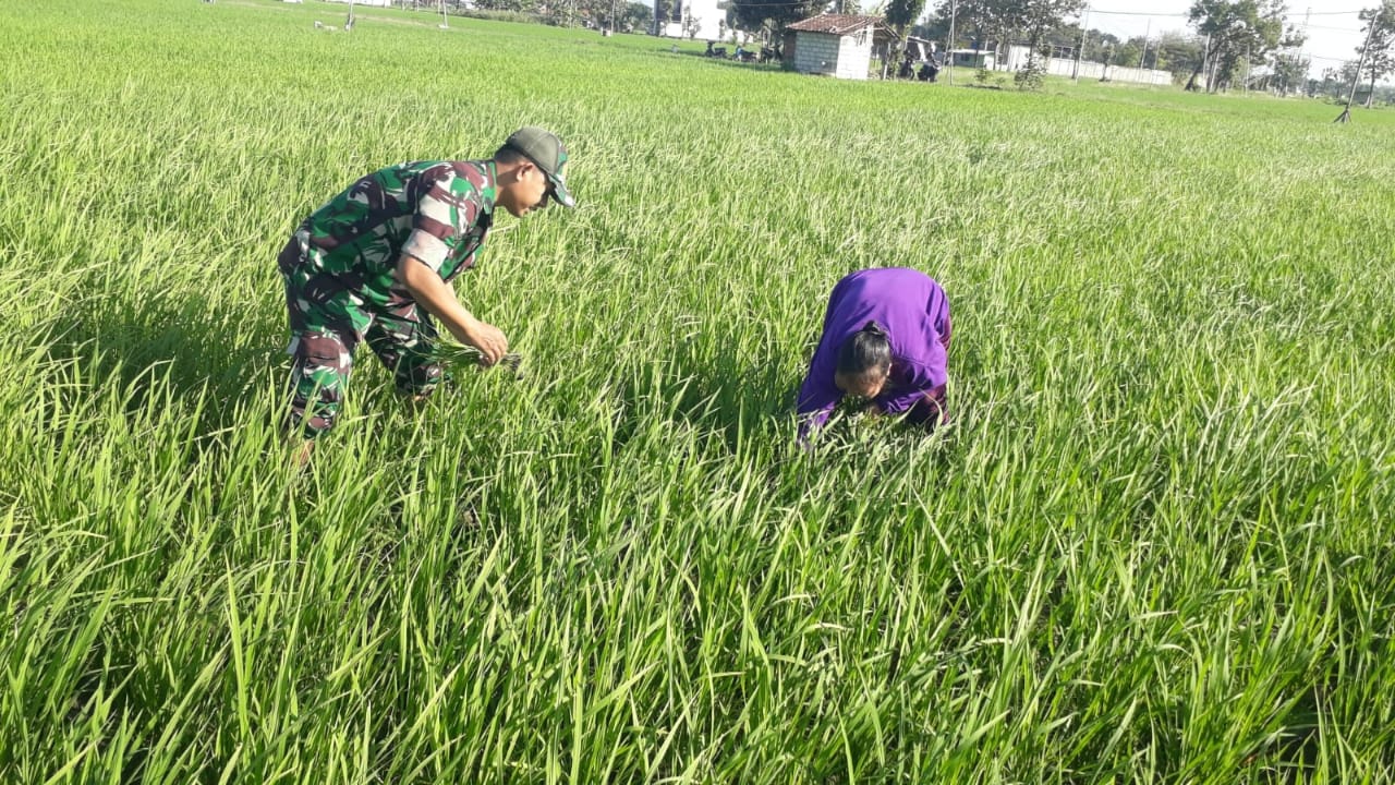 Babinsa Kodim Ponorogo Bantu Petani Penyiangan Tanaman Padi