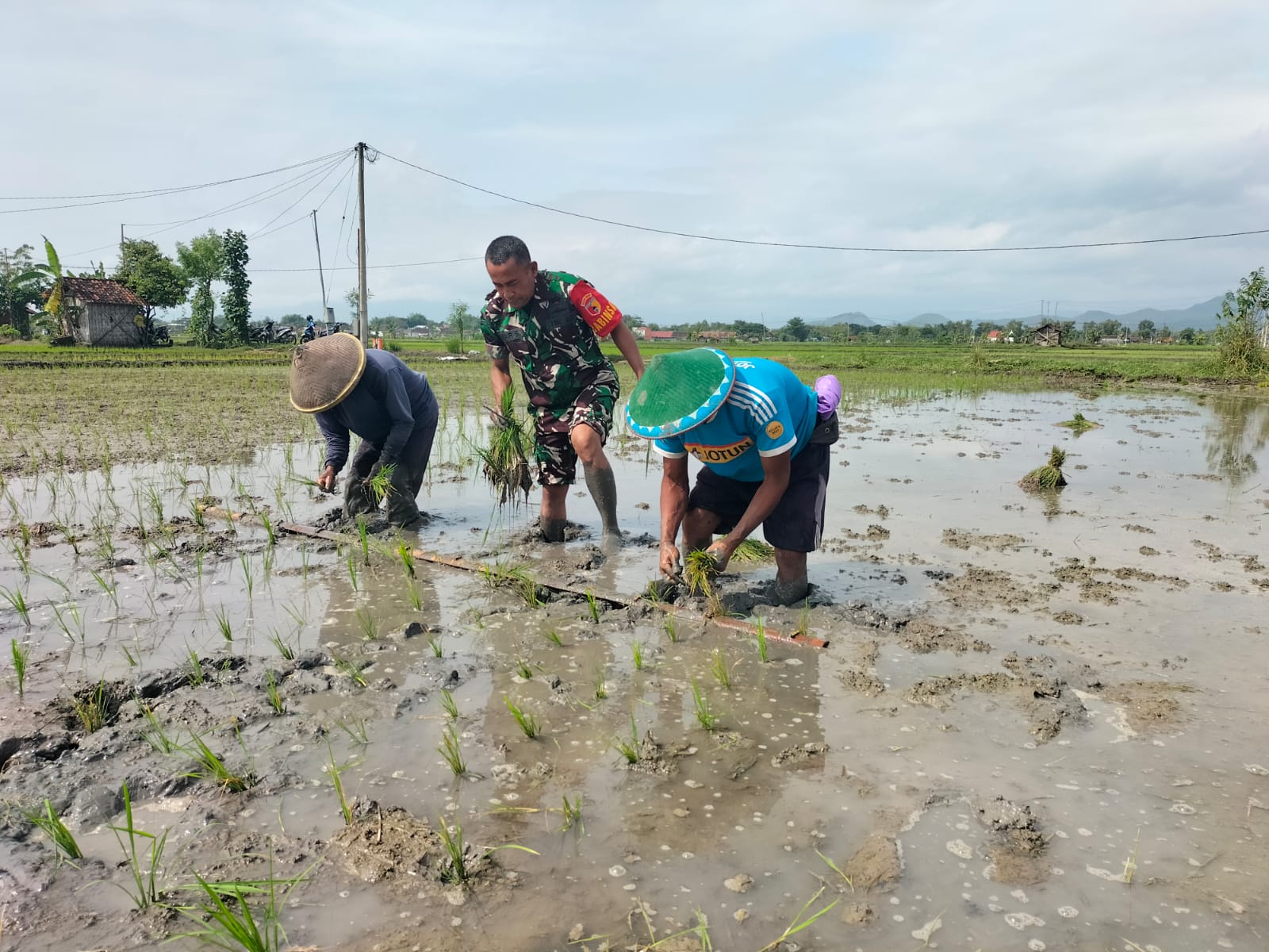 Babinsa Kodim Ponorogo Bantu Petani Tanam Padi 