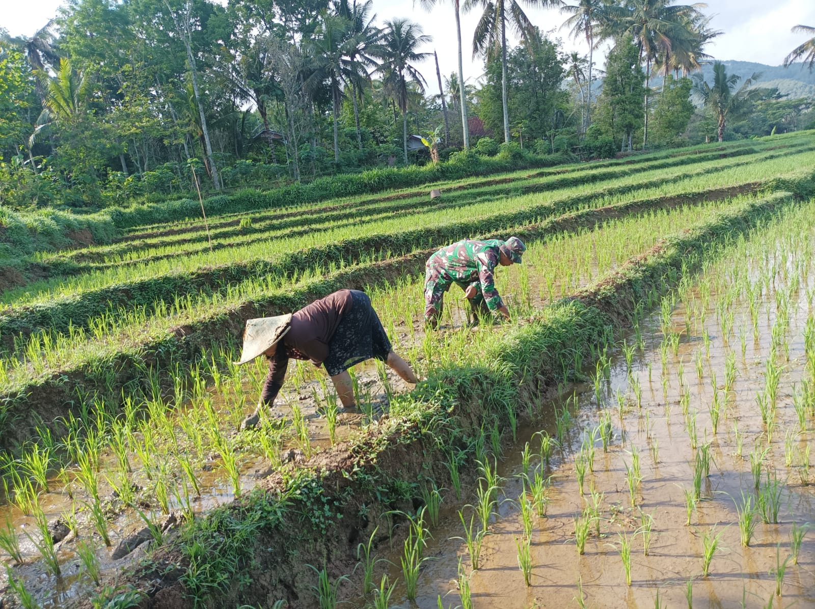 Babinsa Kodim Ponorogo Bantu Petani Penyiangan Tanaman Padi