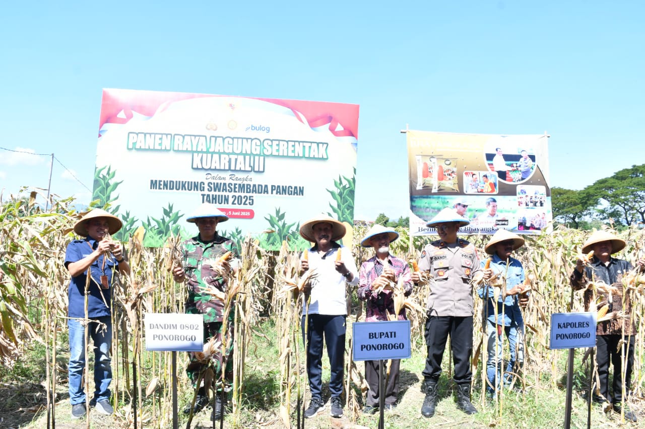 Dukung Swasembada Pangan, Dandim Ponorogo Ikut Panen Raya Jagung Serentak Kuartal II