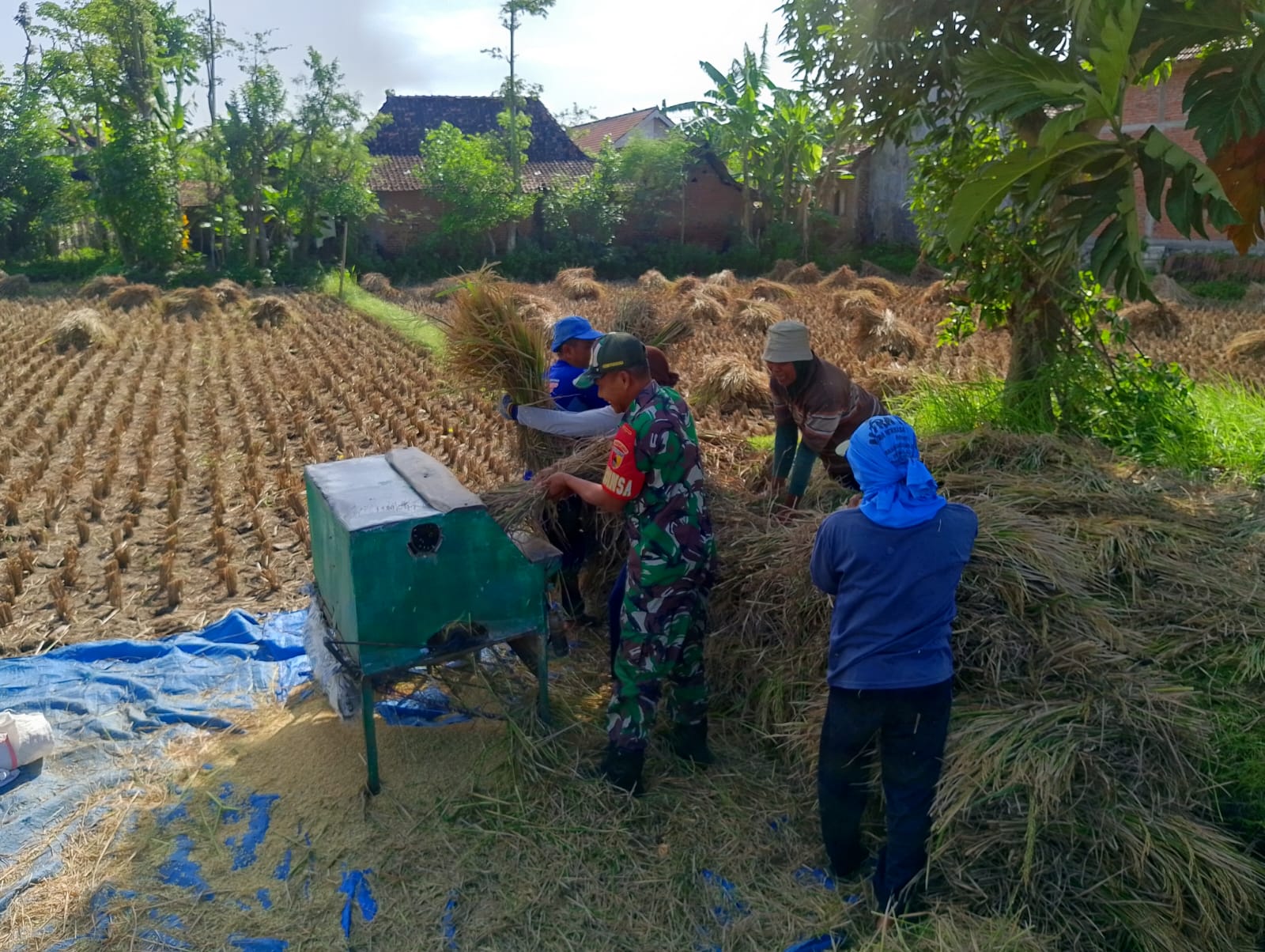 Babinsa Kodim Ponorogo Bantu Petani Panen Padi
