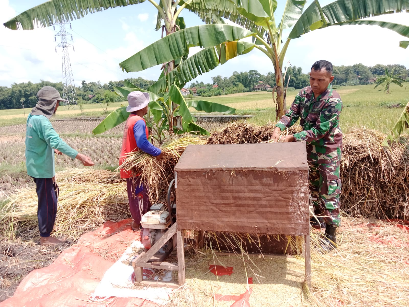 Babinsa Kodim Ponorogo Pendampingan Petani Panen Padi
