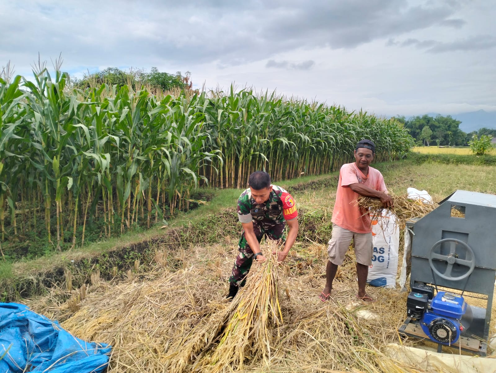 Petani Panen Padi, Babinsa Bantu Rontokkan Gabah