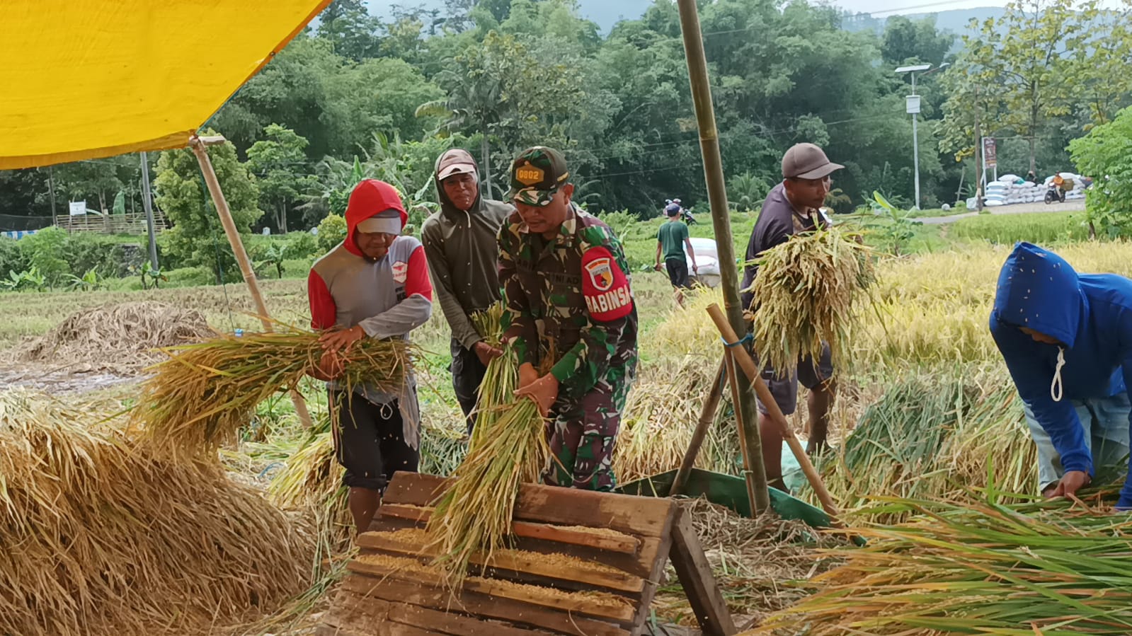 Semangat Babinsa Kodim Ponorogo Bantu Petani Panen Padi