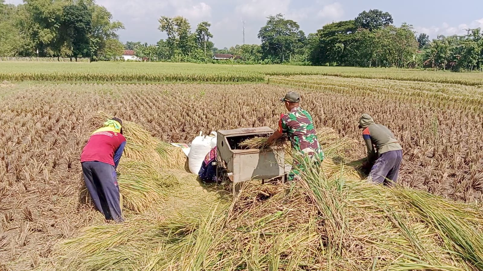 Babinsa Kodim Ponorogo Giat Pendampingan Petani Panen Padi