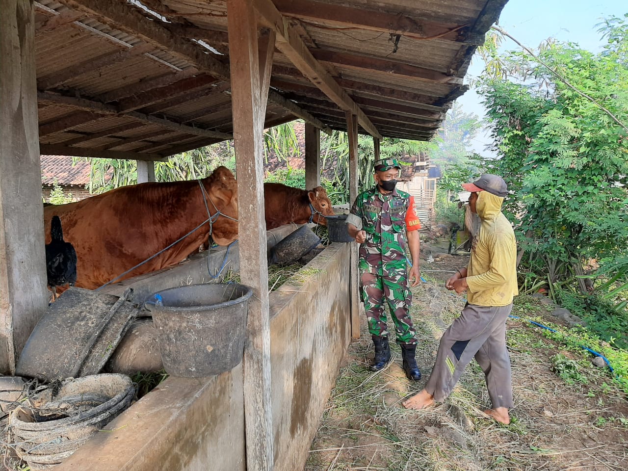 Babinsa Kodim Ponorogo Komsos Dengan Peternak Sapi