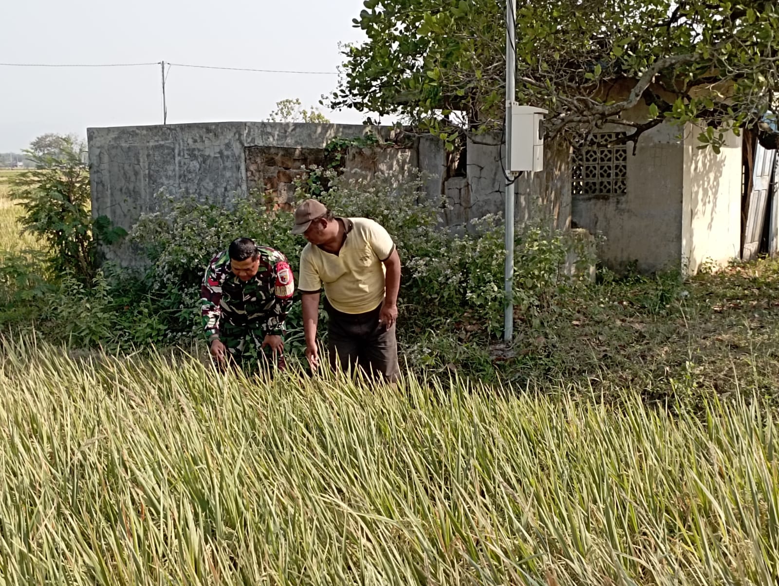 Babinsa Kodim Ponorogo Dampingi Petani Rawat Tanaman Padi Jelang Panen