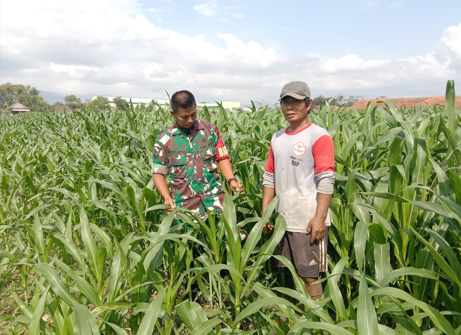 Babinsa Kodim Ponorogo Dampingi Petani Rawat Tanaman Jagung