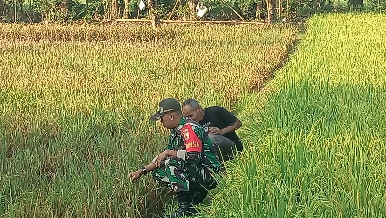 Petani Rawat Tanaman Padi Didampingi Babinsa Kodim Ponorogo