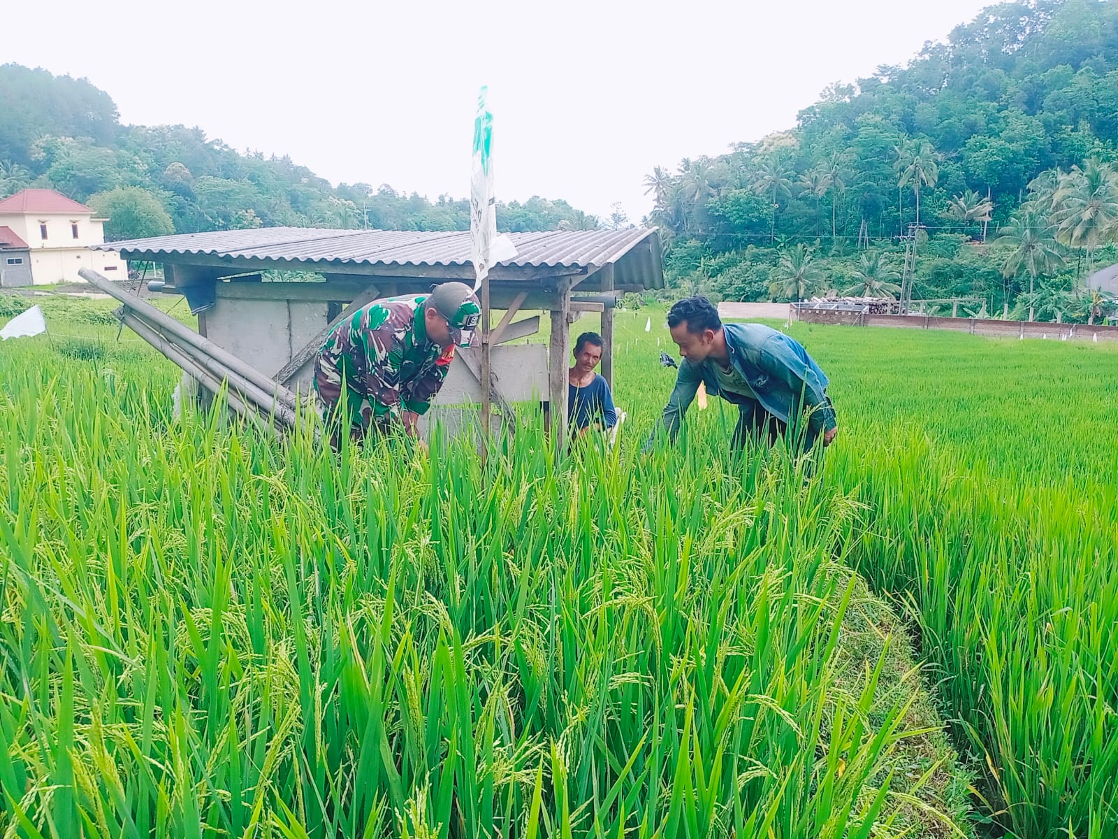 Babinsa Kodim Ponorogo Aktif Bantu Petani Rawat Tanaman Padi
