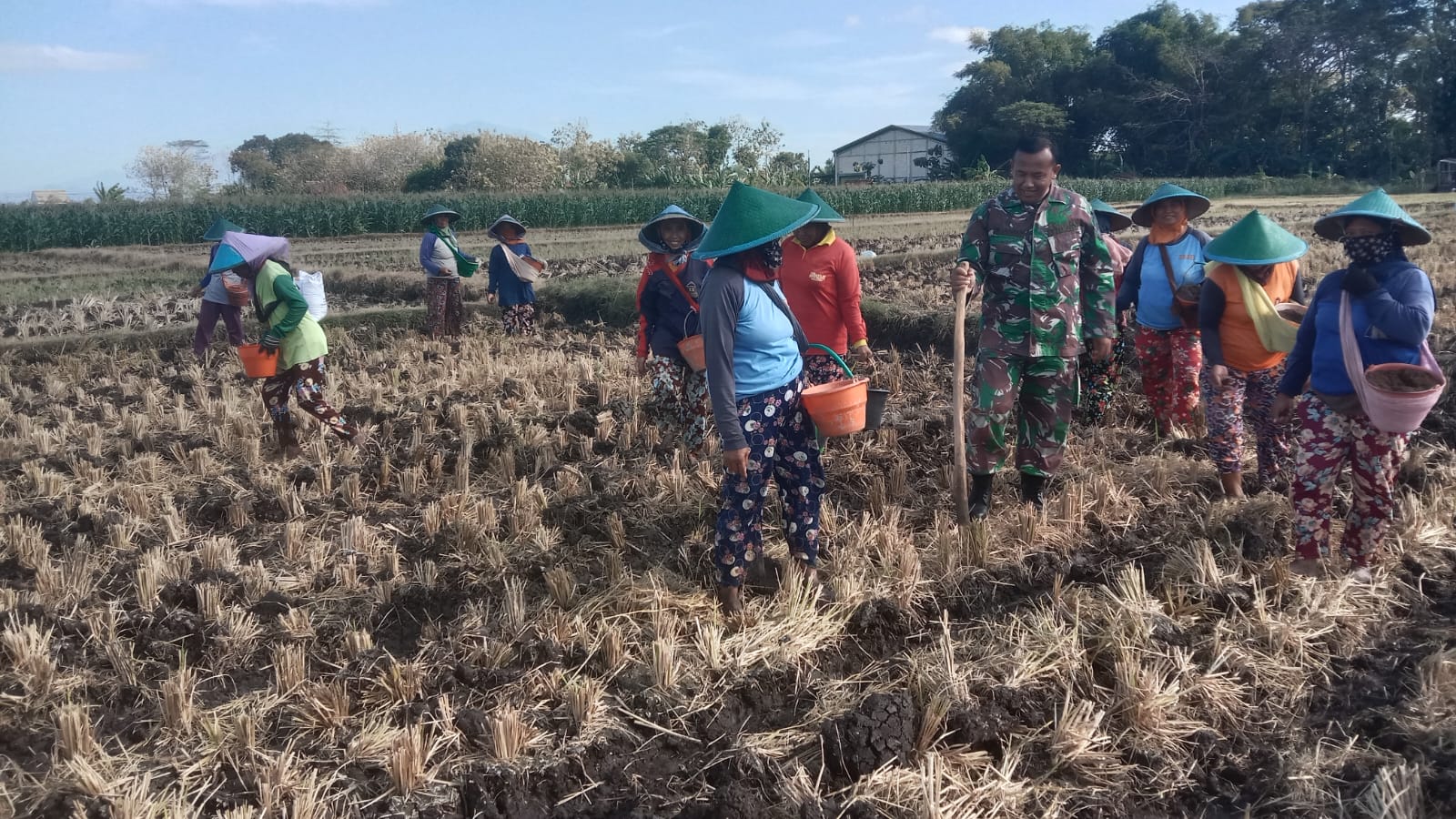 Wujudkan Ketahanan Pangan, Babinsa Kodim Ponorogo Dampigi Petani Tanam Jagung