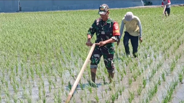 Babinsa Kodim Ponorogo Pendampingan Petani Penyiangan Gulma Tanaman Padi