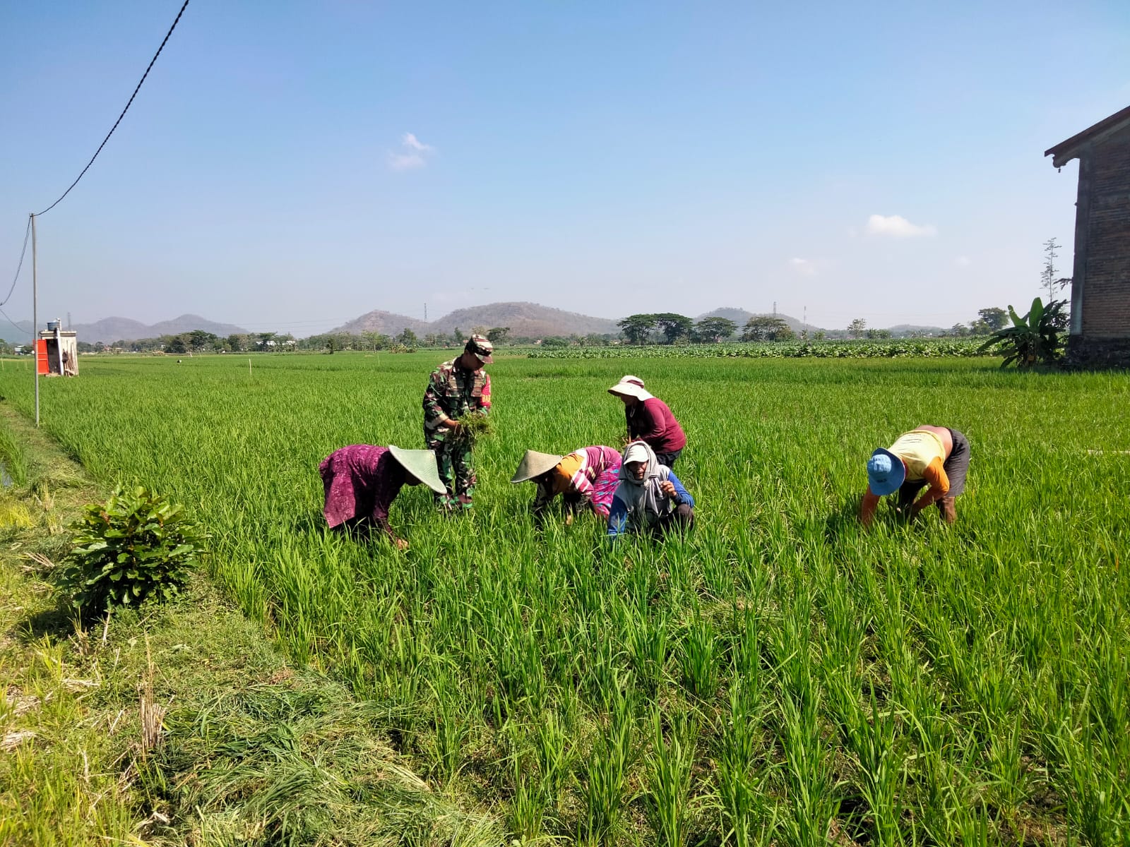Babinsa Kodim Ponorogo Bantu Petani Siangi Gulma Tanaman Padi