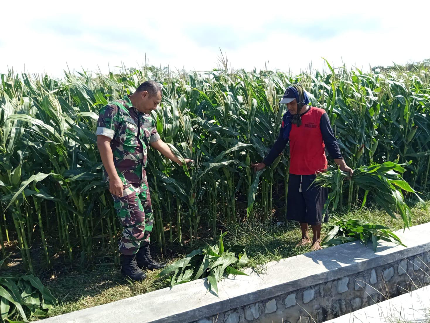 Sukseskan Ketahanan Pangan, Babinsa Kodim Ponorogo Pendampingan Petani Jagung