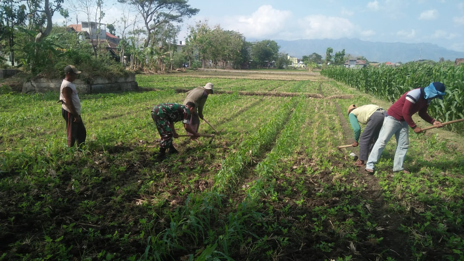 Babinsa Kodim Ponorogo Bantu Petani Rawat Tanaman Jagung