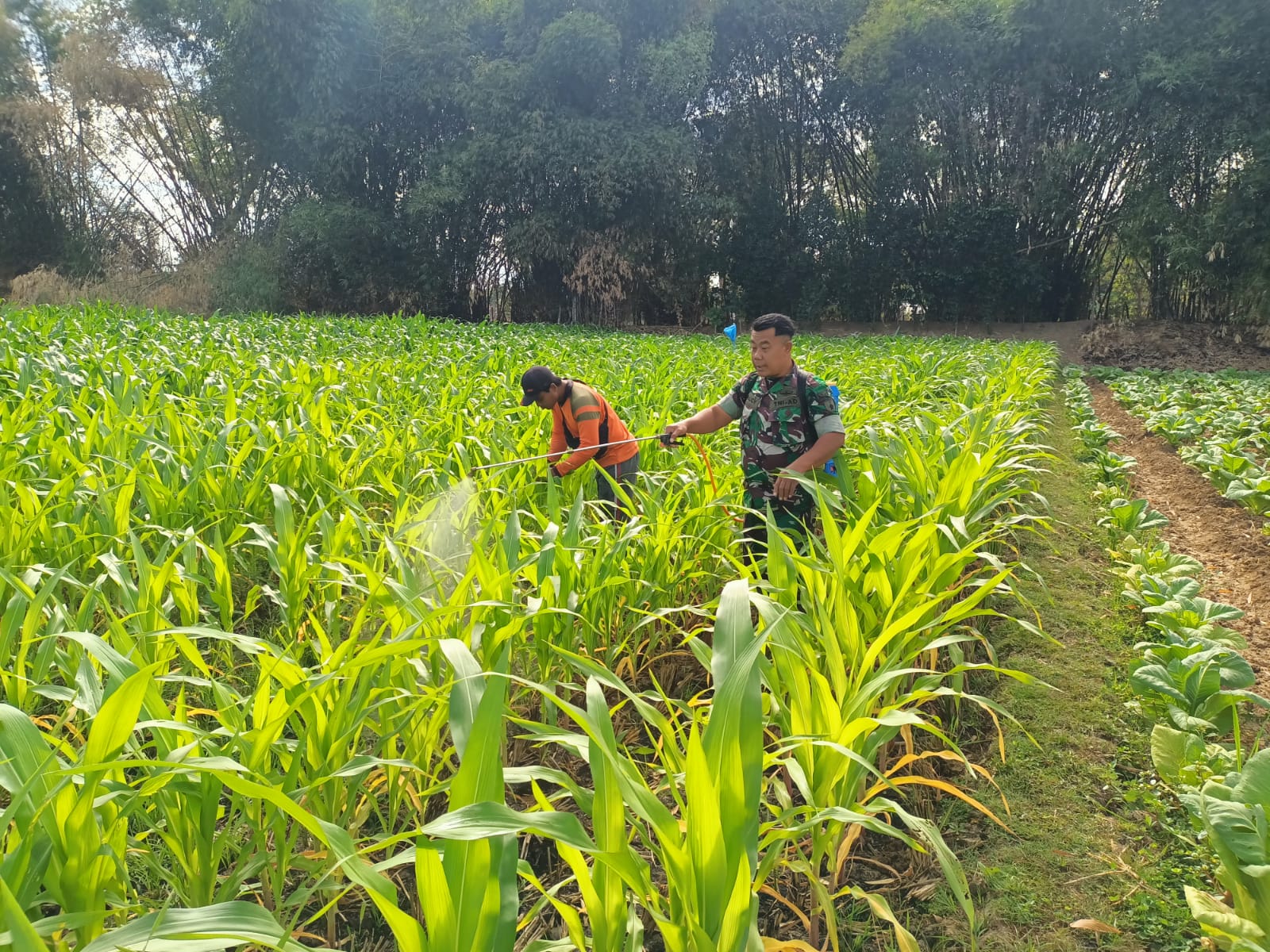 Babinsa Kodim Ponorogo Bantu Petani Semprot Hama Tanaman Jagung