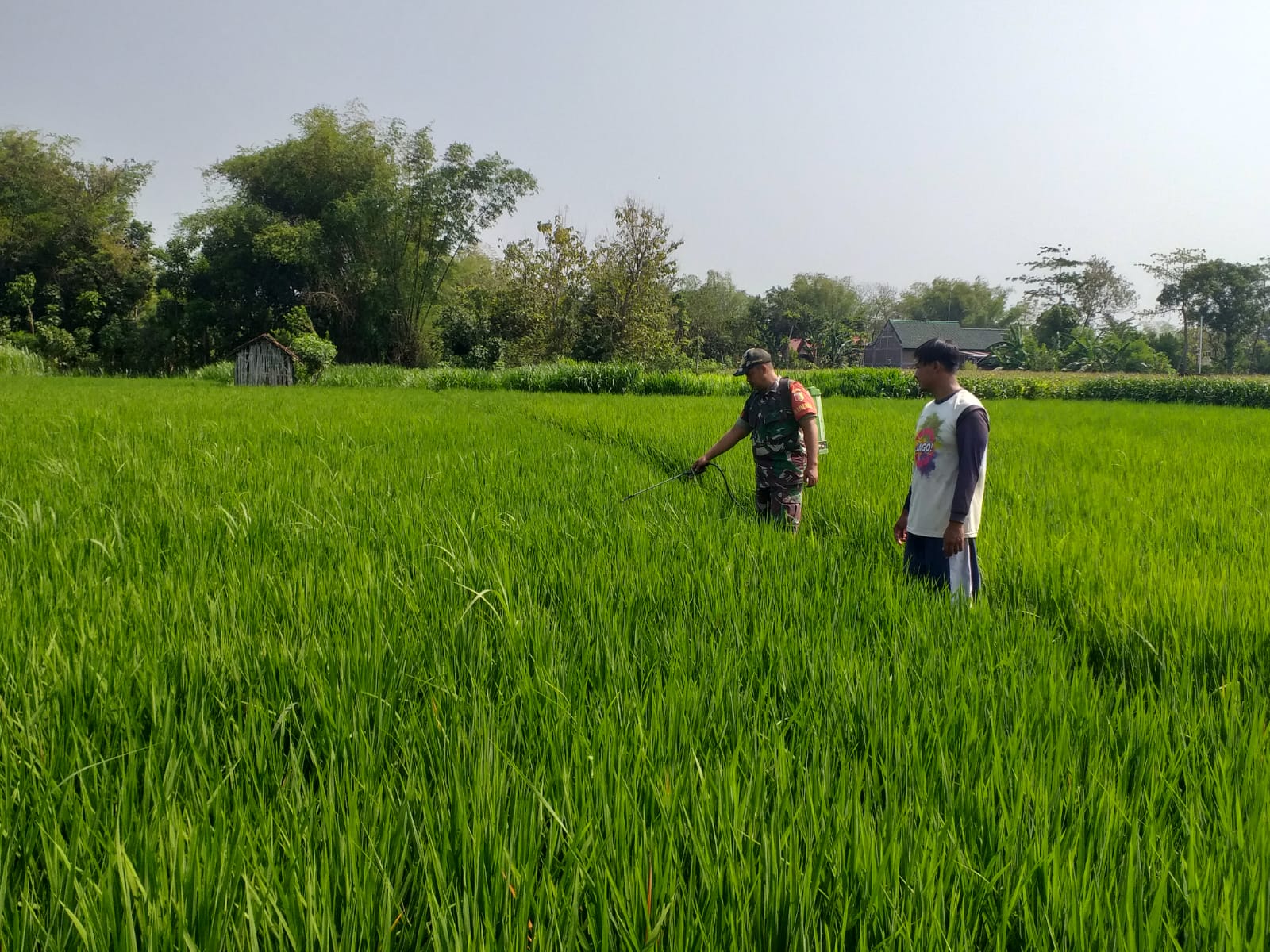 Babinsa Kodim Ponorogo Aktif Lakukan Pendampingan dan Pengawalan Kepada Petani
