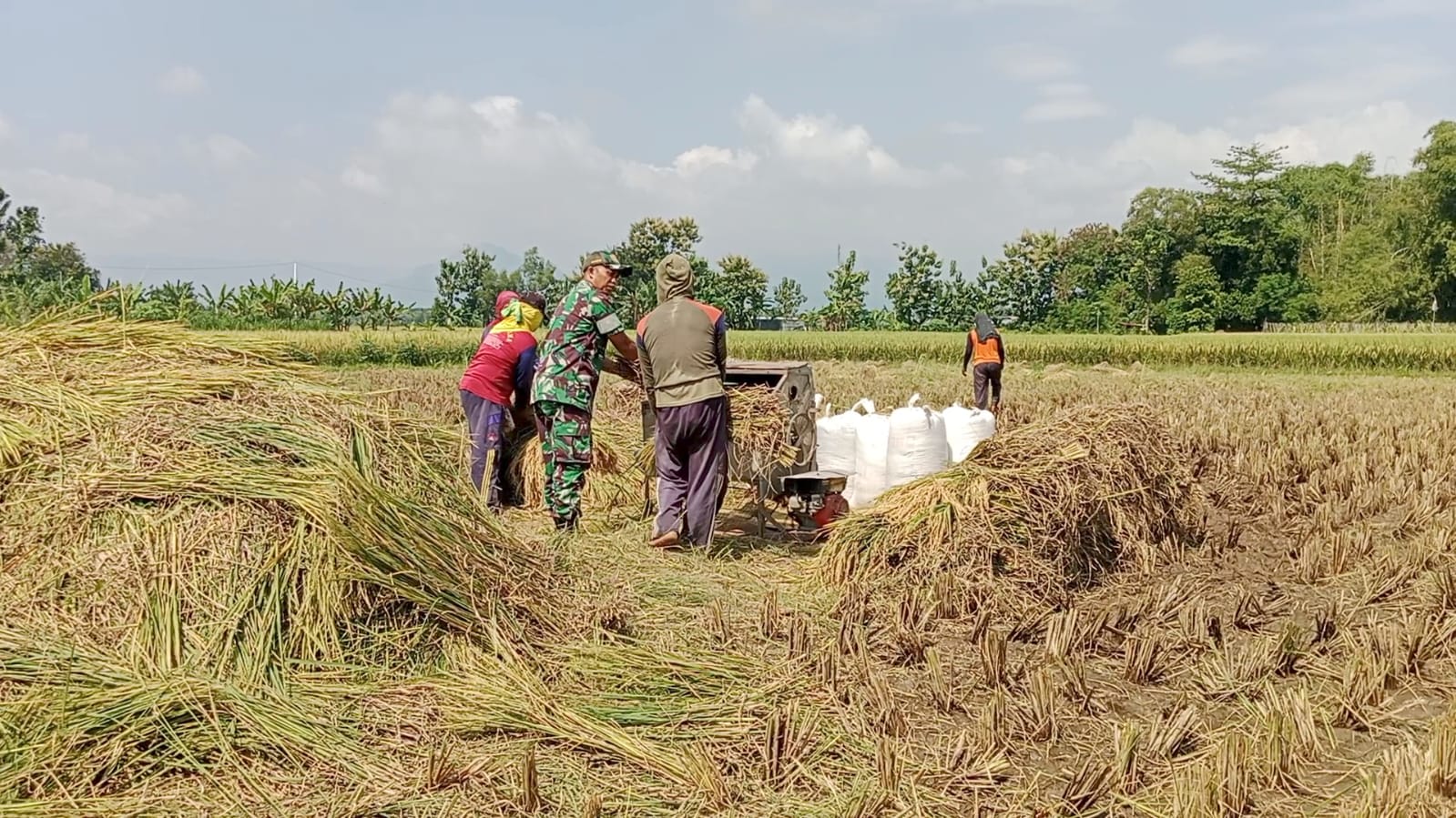 Aktif Pendampingan, Babinsa Kodim Ponorogo Bantu Warga Panen Padi