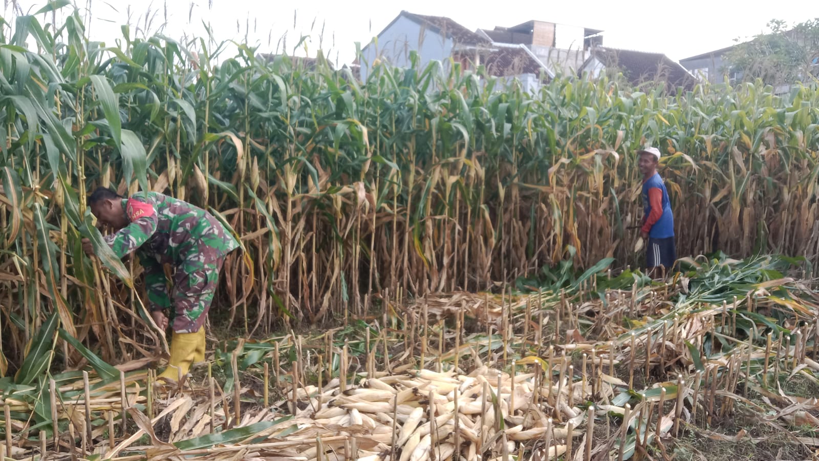 Pendampingan Petani, Babinsa Kodim Ponorogo Bantu Panen Jagung