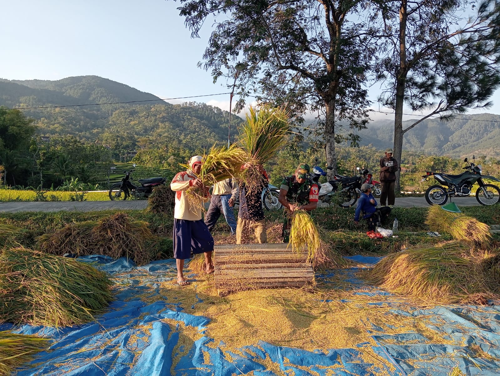 Bantu Panen Padi, Upaya Babinsa Kodim Ponorogo Bantu Tingkatkan Kesejahteraan Petani