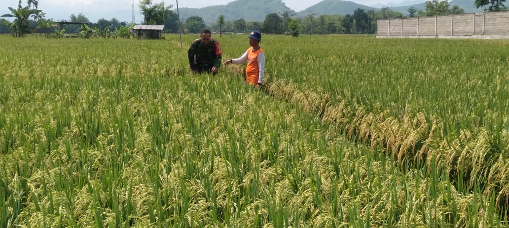Petani Rawat Tanaman Padi, Babinsa Kodim Ponorogo Dampingi