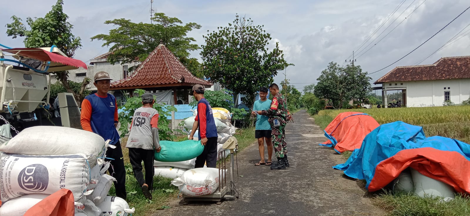 Babinsa Kodim Ponorogo Pendampingan Petani Panen Padi