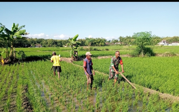 Babinsa Kodim Ponorogo Pendampingan Petani Bantu Bersihkan Gulma Tanaman Padi