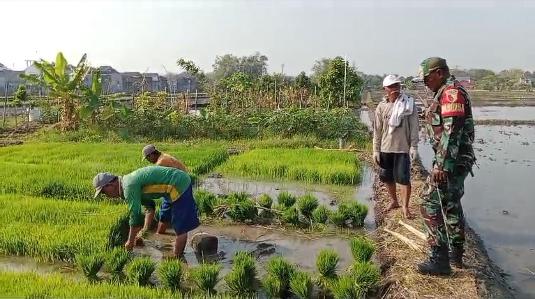 Babinsa Kodim Ponorogo Dampingi Petani Siapkan Bibit Padi