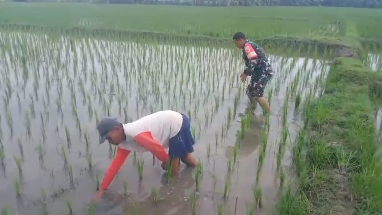 Pendampingan Petani, Babinsa Kodim Ponorogo Bantu Penyiangan Tanaman Padi