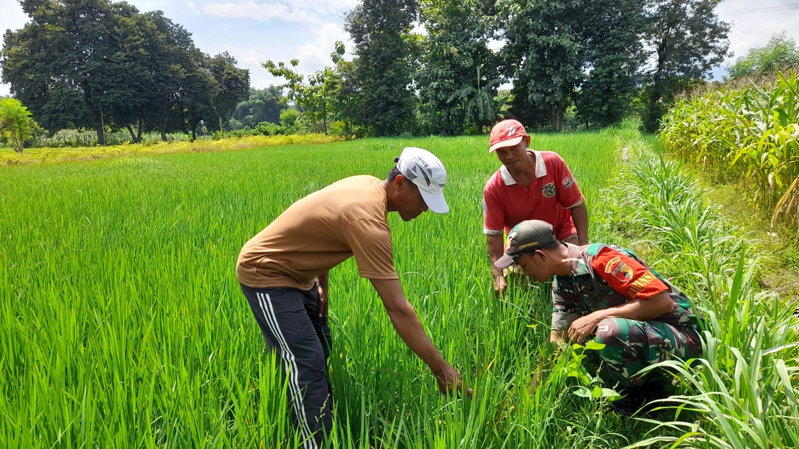 Pendampingan, Babinsa Ponorogo Bantu Petani Pengecekan Hama Tanaman Padi