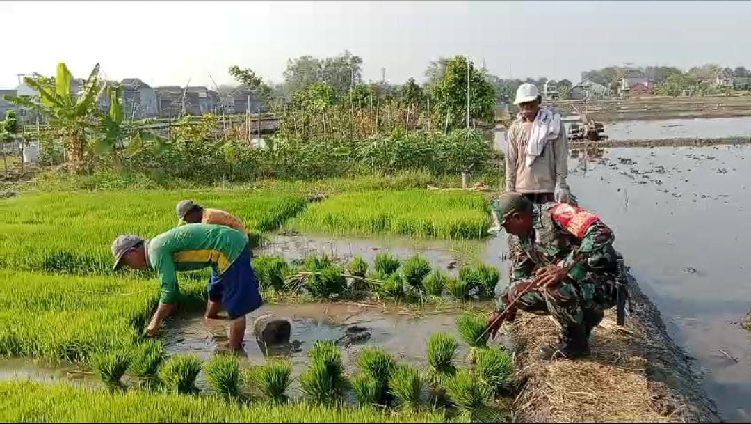 Babinsa Kodim Ponorogo Bantu Petani Cabut Bibit Tanaman Padi