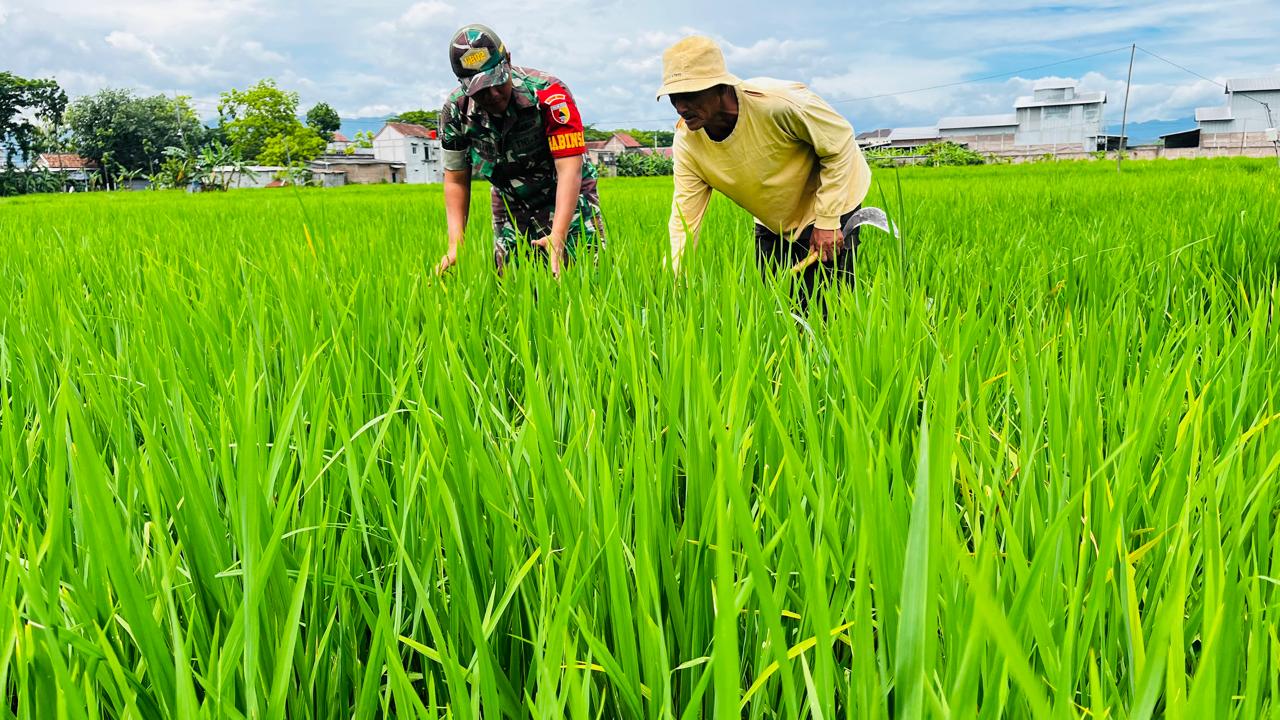 Babinsa Kodim Ponorogo Dampingi Petani Rawat Tanaman Padi