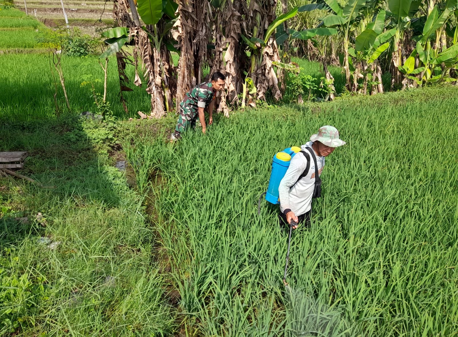 Babinsa Kodim Ponorogo Bantu Petani Semprot Hama Tanaman Padi
