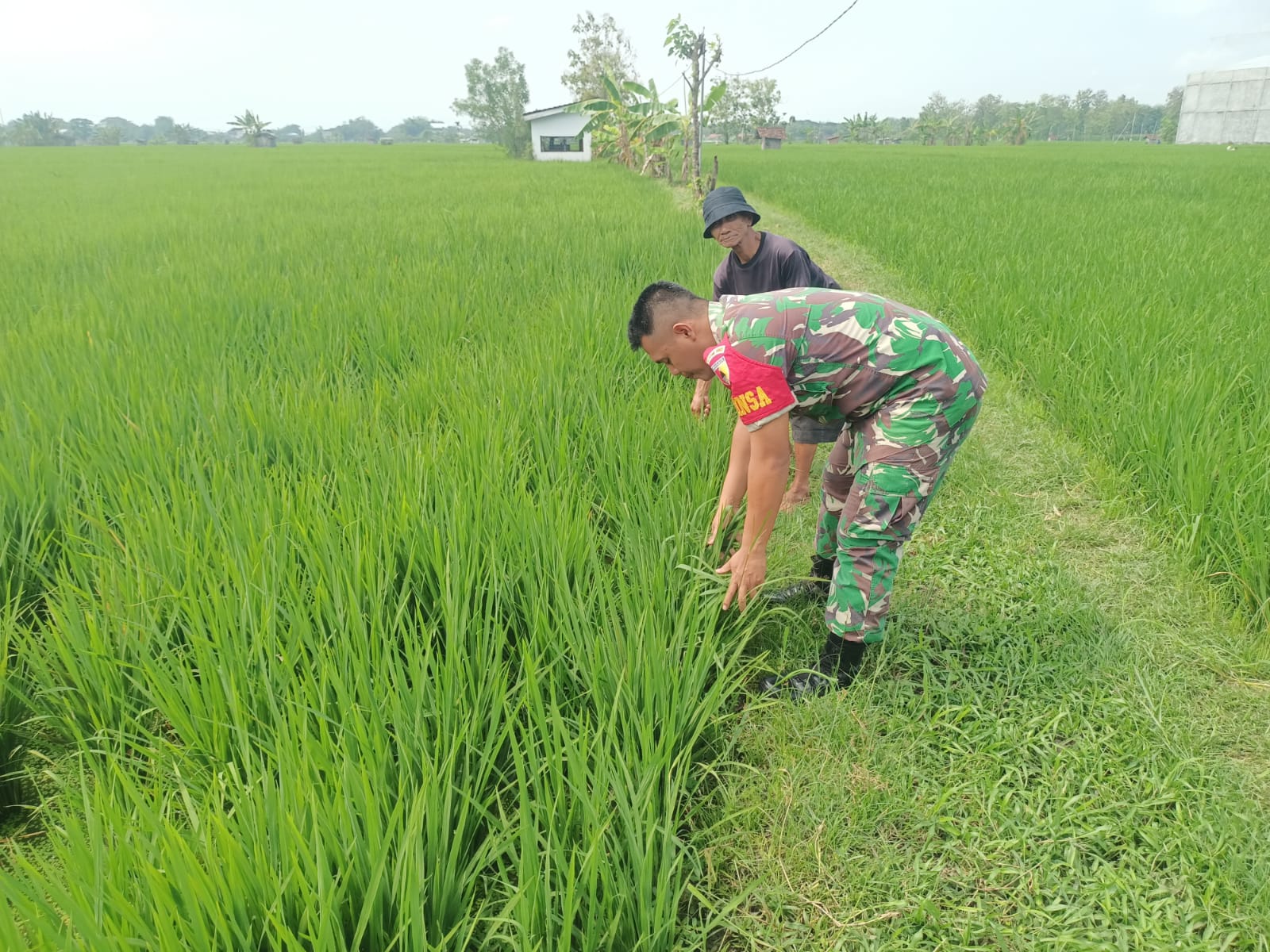 Penguatan Ketahanan Pangan, Babinsa Kodim Ponorogo Aktif Pendampingan Petani