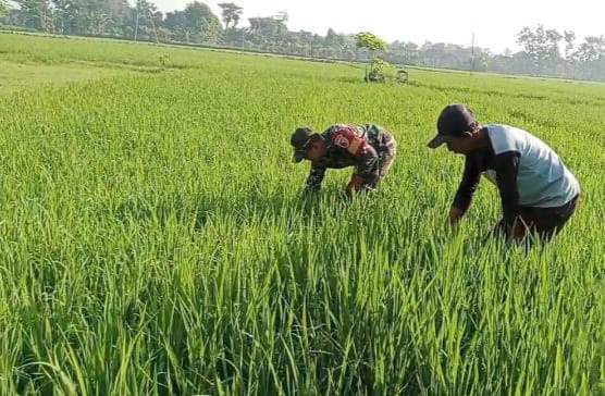 Babinsa Kodim Ponorogo Bantu Petani Penyiangan Tanaman Padi