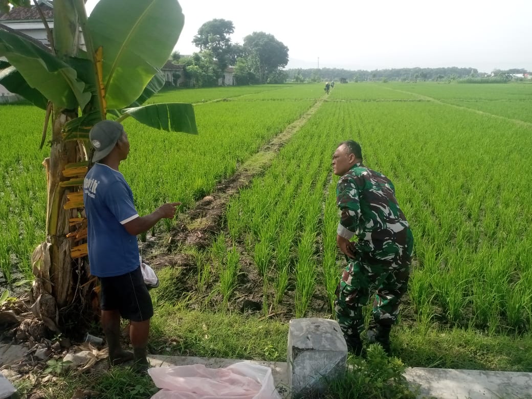 Pendampingan Petani oleh Babinsa Kodim Ponorogo Perkuat Hanpangan di Desa