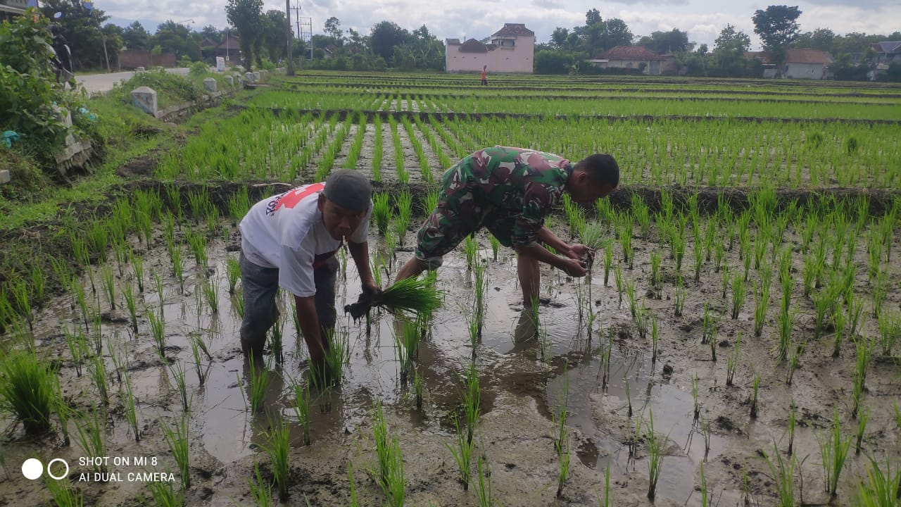 Optimalkan Populasi Tanaman, Babinsa Kodim Ponorogo Bantu Petani Penyulaman Bibit Padi