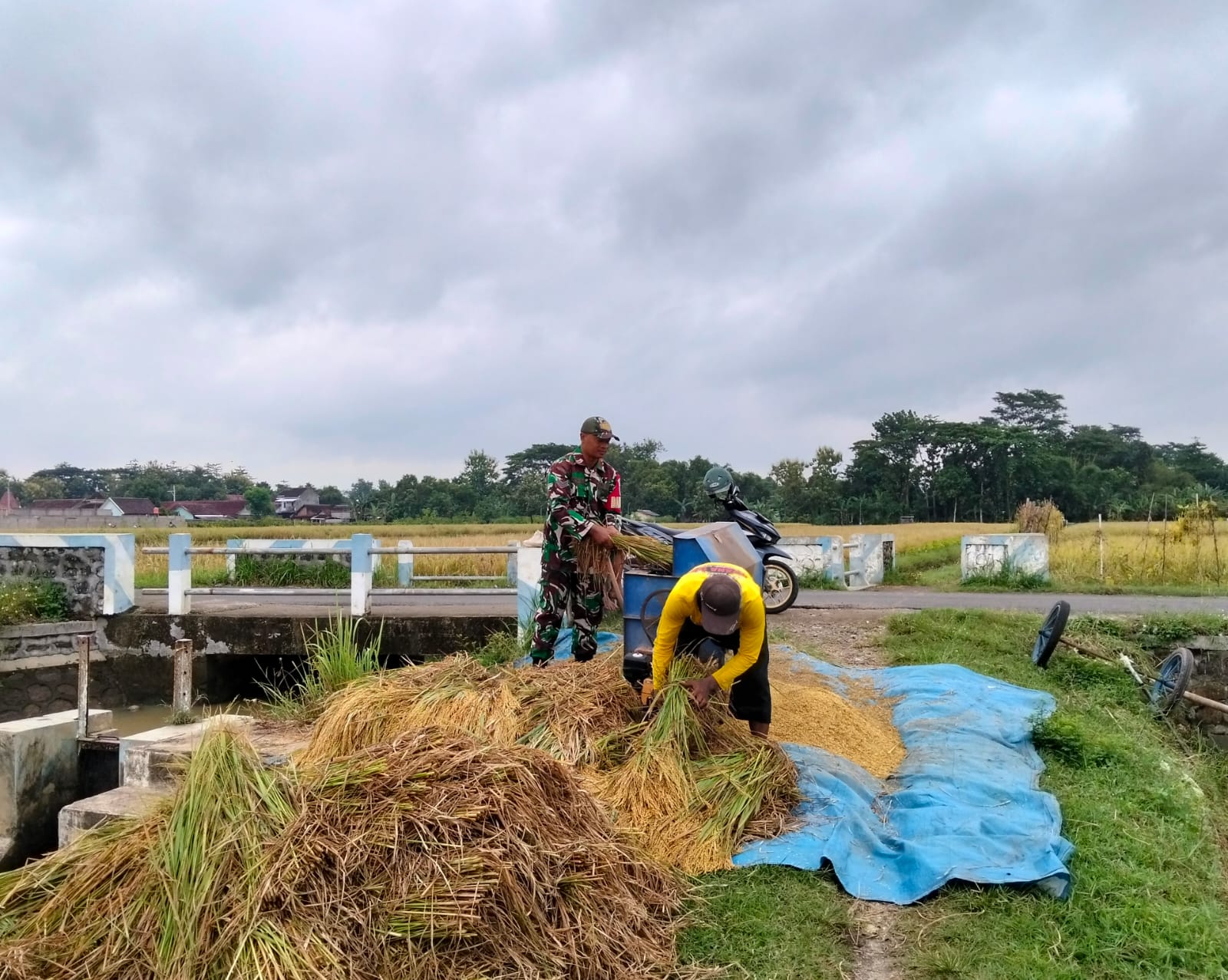 Bantu Petani Panen Padi, Upaya Babinsa Kodim Ponorogo Sukseskan Perkuatan Hanpangan