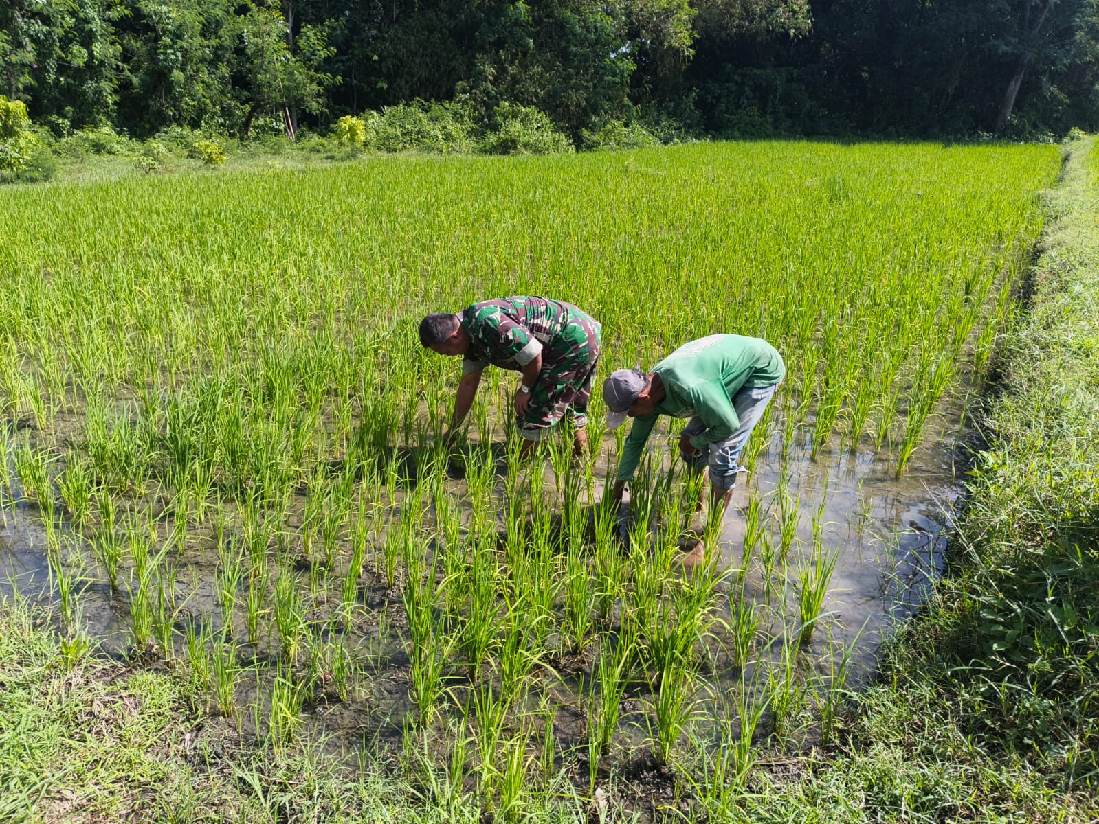 Tingkatkan Produksi Pangan, Babinsa Kodim Ponorogo Bantu Petani Bersihkan Gulma Tanaman Padi